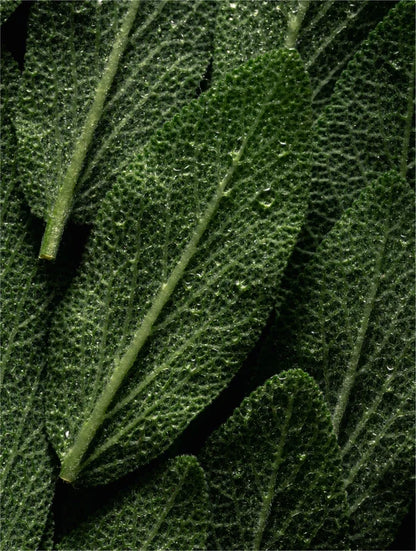 Breather — Prebiotic Face Mist